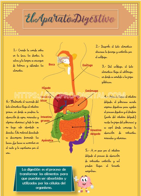 Plantillas para infografías en Word gratis