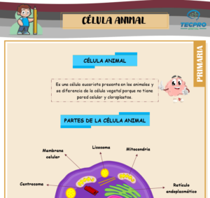 La célula animal para sexto de primaria - Ciencias naturales