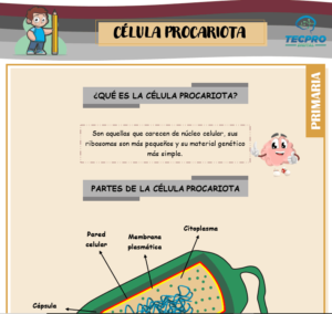 Célula procariota para sexto de primaria - Ciencias naturales
