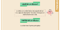 Partes de la célula para quinto de primaria – Ciencias naturales